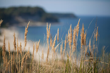 spikelets on the background of the sea bay