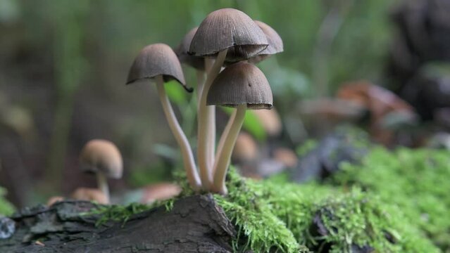Forest mushrooms (Coprinellus disseminatus), known as fairy inkcap or trooping crumble cap, is a species of agaric fungus in the family Psathyrellaceae, growing on mossy old tree trunk. 
