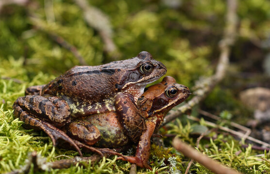 Froschwanderung Bilder Durchsuchen 3,974 Archivfotos,