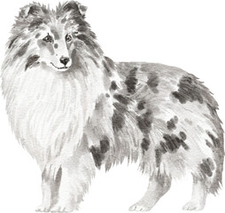 Shetland shepherd dog illustration