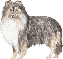 Sheltie dog illustration - obrazy, fototapety, plakaty