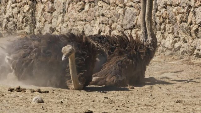 Itchy ostrich. An itchy ostrich lying on the sand. Ostrich scratching its neck. An itchy ostrich rubbing on the ground.
