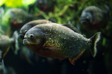 The Amazon is a predatory piranha fish among the algae. A flock of angry hungry fish swims.