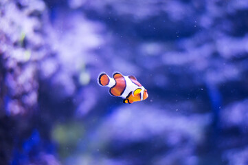 Fototapeta na wymiar Clownfish Marine Life, fish swimming in an aquarium isolated