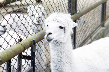 Cute Alpaca on the farm. Beautifull and funny animals from Vicugna pacos is a species of South American camelid.