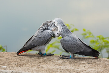 Two parrots or love birds in love kiss each other, Parrot love, African grey parrot sitting  and...