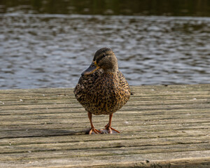 The female mallard has climbed up and wooden footbridges. Water in the background. Photographed outdoors.