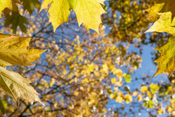 Autumn fall. Gold Trees in a park. Colorful foliage in the park. Falling leaves nature
