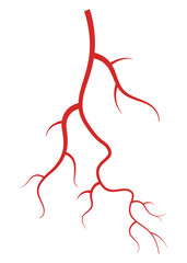 Human veins. Red silhouette vessel, arteries or capillaries on white background. Concept anatomy element for medical science. Vector isolated symbol of blood system