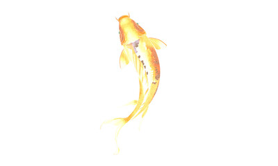 koi fish design no background and PNG format