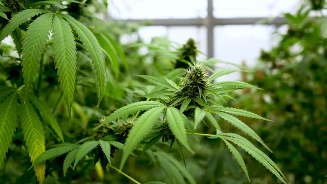 Marijuana cannabis hemp plants in a large indoor growing facility. High quality 4k slow motion footage