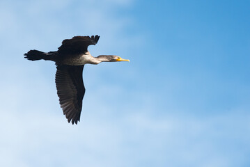 Cormorant Flyby