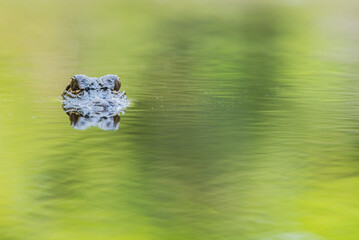 Alligator reflections