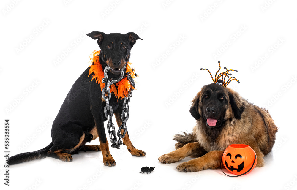 Poster french shepherd and leonberger