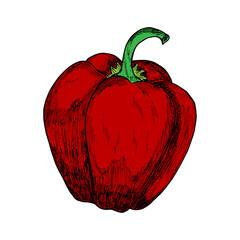 Red bell pepper.Hand-drawn colorful illustration isolated on a white background