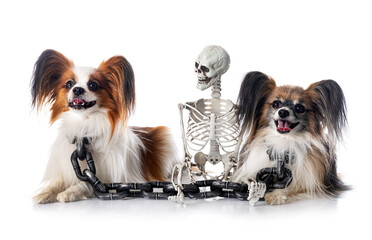 papillon dogs and halloween
