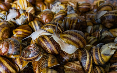 Snail farm Helix Aspersa Muller, Maxima snail, organic farming, restaurant delicacy. Cultivation of edible snail