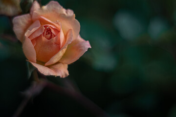 Rosenblüte mit Platz für Text