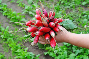 Female hand holding crop of radishes in greenhouse. Concept of healthy food, organic vegetables....