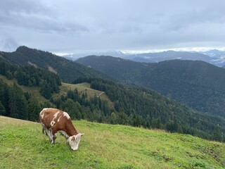 Fototapeta na wymiar Kuh mit den Alpen im Hintergrund, Bayern, Deutschland