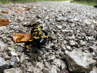 Feuersalamander in den Alpen, Bayern, Deutschland
