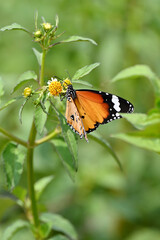 Obraz premium closeup the beautiful orange black color butterfly hold on the white yellow wild flower with plant soft focus natural green brown background.