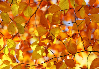 Herbstlaub gelb orange