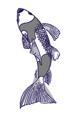 koi fish design sketch no background and PNG format