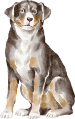 Appenzeller sennenhund dog illustration