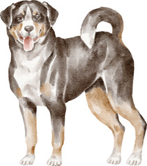 Appenzeller sennenhund dog illustration