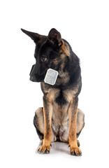 young german shepherd