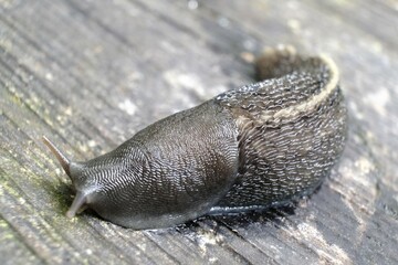 Close up of snail Limax cinereoniger, the keelback slugs. This is the largest land slug species in...