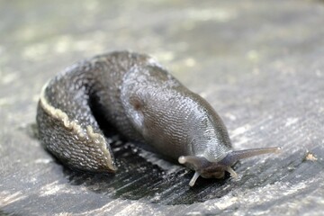 Close up of snail Limax cinereoniger, the keelback slugs. This is the largest land slug species in the world