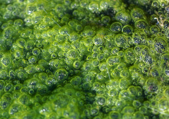 Algen Blasen
