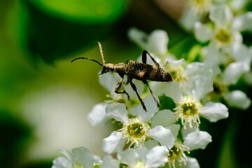 Eichen-Zangenbock auf Wei&szlig;dornbl&uuml;ten