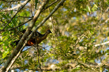 bird on a branch