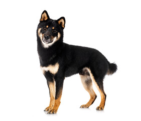shiba inu in studio