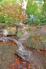Stream in Decoy Country Park in Autumn	