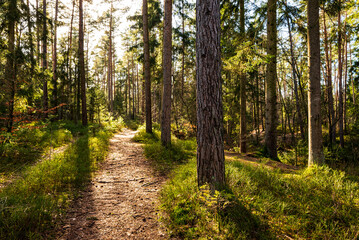 Beautiful light falls on an idyllic footpath through a tranquil forest, part of the...