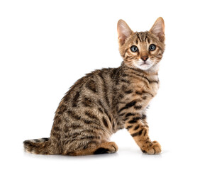 bengal kitten in studio