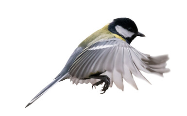 yellow fast tit in flight on white