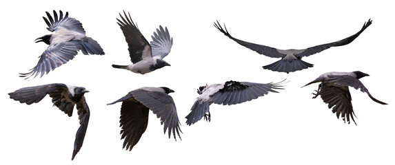 flying seven dark crows with large black wings