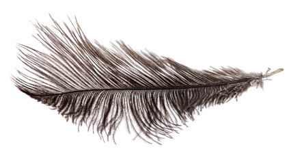 Obraz premium ostrich dark grey feather isolated on white