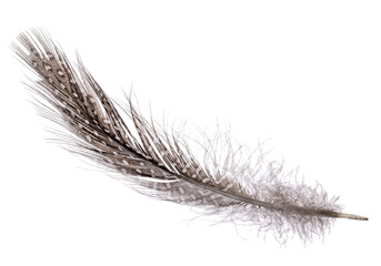 fluffy and spotted dark feather isolated on white