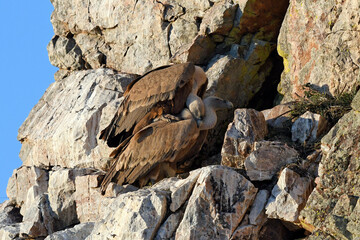 mating Griffon vultures // paarende Gänsegeier (Gyps fulvus) - Salto del Gitano, Monfrague, Extremadura, Spain