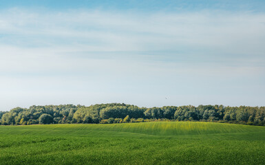 landscape with trees
