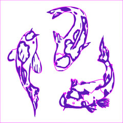koi fish design sketch no background and PNG format