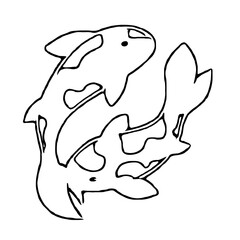 koi fish design sketch no background and PNG format