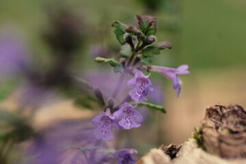 Gundermann - Glechoma hederacea