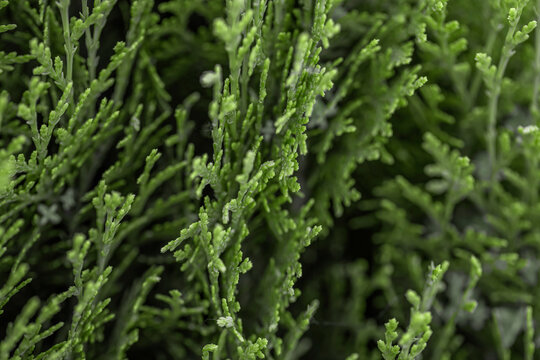 Textured background from coniferous branches. Tree leaves seamless texture.